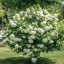 Load image into Gallery viewer, Snowball Bush Viburnum