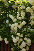 Load image into Gallery viewer, Snowball Bush Viburnum