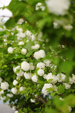 Load image into Gallery viewer, Snowball Bush Viburnum