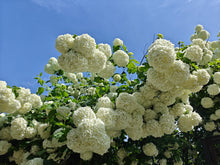 Load image into Gallery viewer, Snowball Bush Viburnum