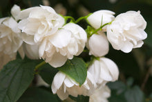 Load image into Gallery viewer, ‘Snowbelle’ Mock Orange