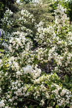 Load image into Gallery viewer, ‘Snowbelle’ Mock Orange