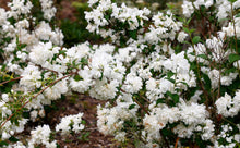 Load image into Gallery viewer, ‘Snowbelle’ Mock Orange