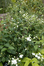 Load image into Gallery viewer, ‘Snowbelle’ Mock Orange