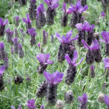 Load image into Gallery viewer, Spanish Lavender Anouk
