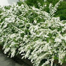 Load image into Gallery viewer, Spirea 'June Bride'