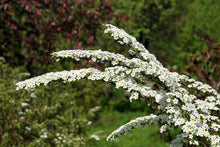 Load image into Gallery viewer, Snowmound Spirea