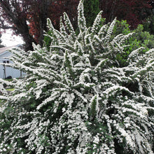 Load image into Gallery viewer, Snowmound Spirea