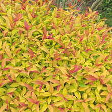 Load image into Gallery viewer, Spirea Gold Flame