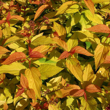 Load image into Gallery viewer, Spirea Gold Flame