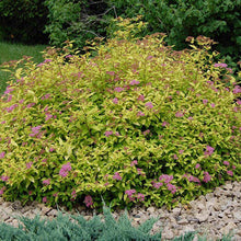 Load image into Gallery viewer, Spirea Little Princess
