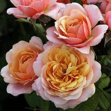Load image into Gallery viewer, 'State of Grace’ Rose