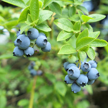 Load image into Gallery viewer, Sweetheart Blueberry