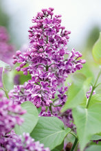 Load image into Gallery viewer, Albert F. Holden Lilac