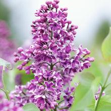 Load image into Gallery viewer, Albert F. Holden Lilac