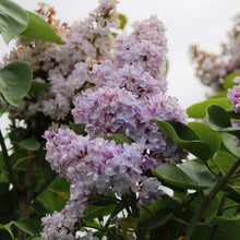 Load image into Gallery viewer, Belle de Nancy Lilac