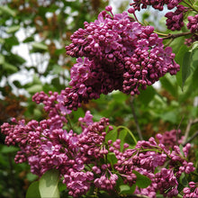 Load image into Gallery viewer, Glory Lilac