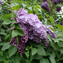 Load image into Gallery viewer, Glory Lilac
