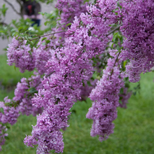 Load image into Gallery viewer, Lilac Sunday