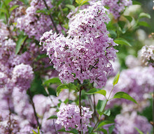 Load image into Gallery viewer, Lilac Sunday
