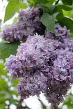 Load image into Gallery viewer, Nadezhda Lilac