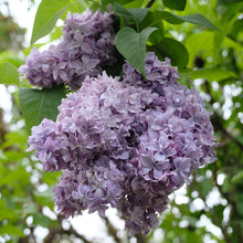 Load image into Gallery viewer, Nadezhda Lilac