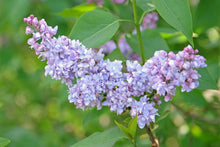 Load image into Gallery viewer, President Grevy Lilac