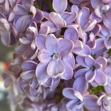 Load image into Gallery viewer, President Grevy Lilac