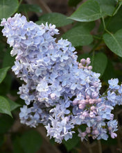Load image into Gallery viewer, President Grevy Lilac