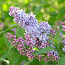 Load image into Gallery viewer, President Grevy Lilac