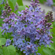 Load image into Gallery viewer, Wonderblue Lilac