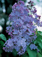 Load image into Gallery viewer, Wonderblue Lilac