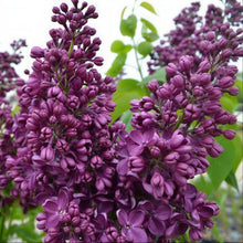Load image into Gallery viewer, Yankee Doodle Lilac