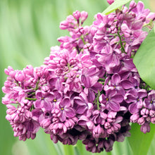 Load image into Gallery viewer, Yankee Doodle Lilac
