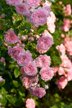 Load image into Gallery viewer, The Fairy Rose