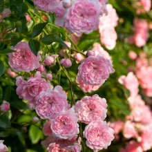 Load image into Gallery viewer, The Fairy Rose