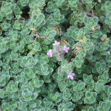 Load image into Gallery viewer, Woolly Thyme