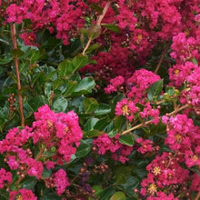Load image into Gallery viewer, Tonto Crape Myrtle