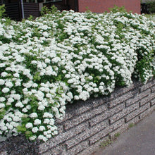 Load image into Gallery viewer, Tor Birchleaf Spirea