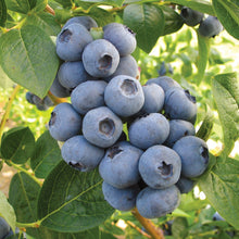 Load image into Gallery viewer, Blueberry 'Toro'