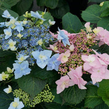 Load image into Gallery viewer, Tuff Stuff Ah-Ha® Hydrangea