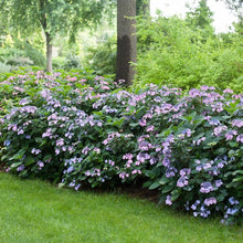 Load image into Gallery viewer, Tuff Stuff Ah-Ha® Hydrangea