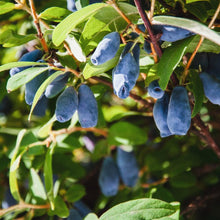 Load image into Gallery viewer, Tundra Honeyberry (Haskap)