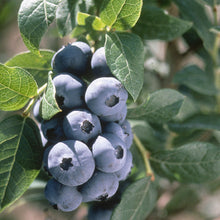 Load image into Gallery viewer, Chandler Blueberry