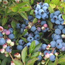 Load image into Gallery viewer, Burgundy Blueberry