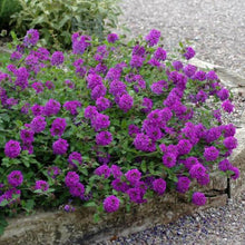 Load image into Gallery viewer, Verbena 'Homestead Purple'