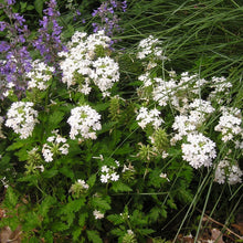 Load image into Gallery viewer, Verbena 'Snowflurry'