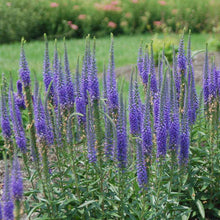 Load image into Gallery viewer, Veronica 'Royal Candles'