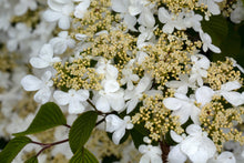 Load image into Gallery viewer, Doublefile Viburnum