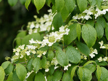 Load image into Gallery viewer, Doublefile Viburnum